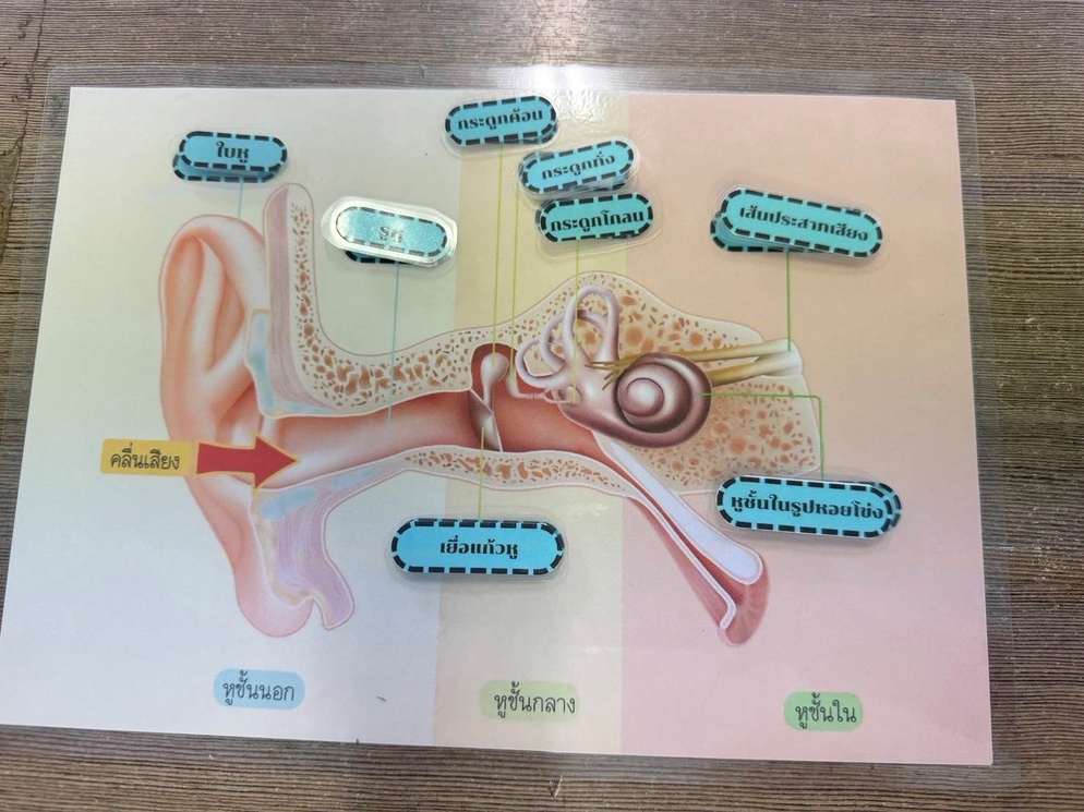 ภาพประกอบไอเดีย สื่อการสอนเรื่องส่วนประกอบหู