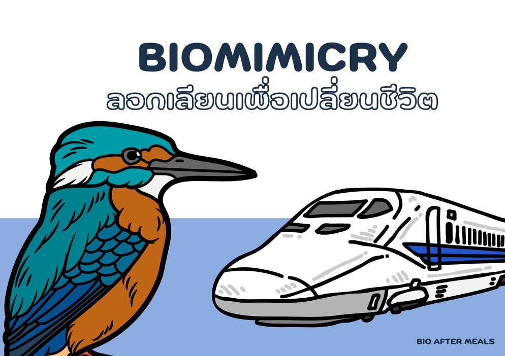 ภาพประกอบไอเดีย Biomimicry ลอกเลียนเพื่อเปลี่ยนชีวิต
