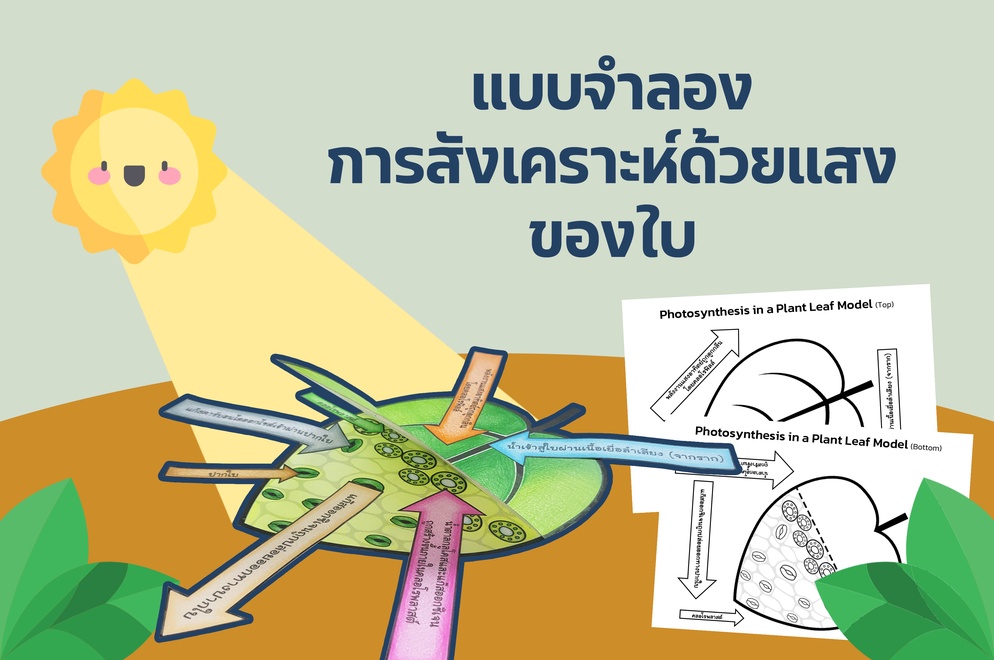 ภาพประกอบไอเดีย แบบจำลองการสังเคราะห์ด้วยแสงของใบ