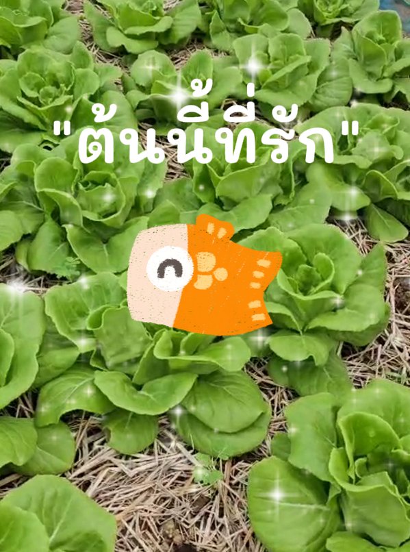 ภาพประกอบไอเดีย "ต้นนี้ที่รัก" นวัตกรรมการจัดการเรียนรู้ การดำรงชีวิตของพีช