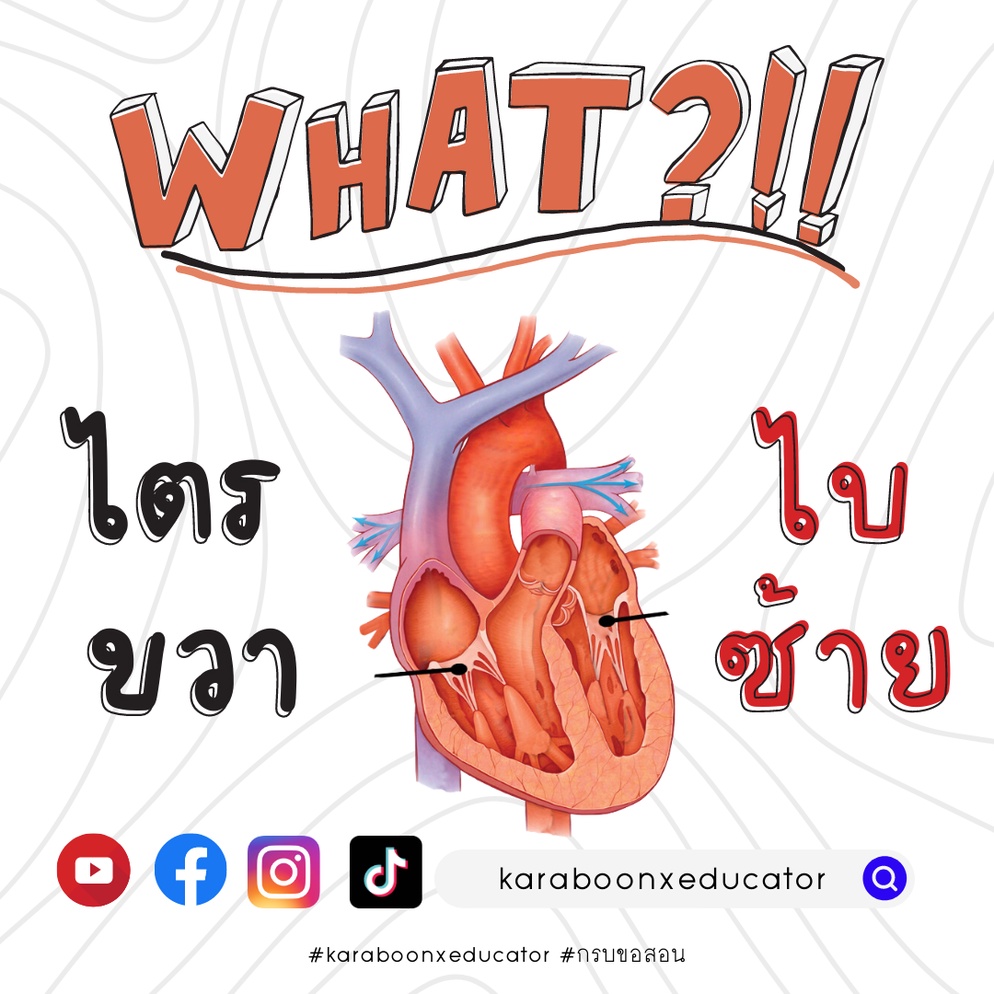 ภาพประกอบไอเดีย เทคนิคการจำ "ลิ้นหัวใจ"