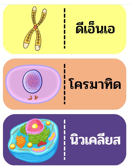 ภาพประกอบไอเดีย โดมิโน่พันธุศาสตร์