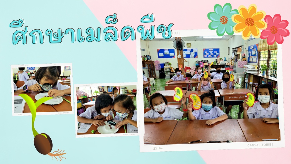 ภาพประกอบไอเดีย มาเรียนรู้เกี่ยวกับเมล็ดพืชน้อย