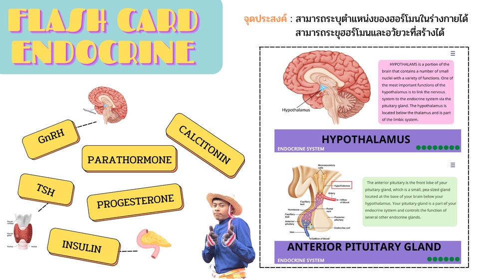 ภาพประกอบไอเดีย เกมฉันคือ ฮอร์โมนอะไร (Flash card endocrine)