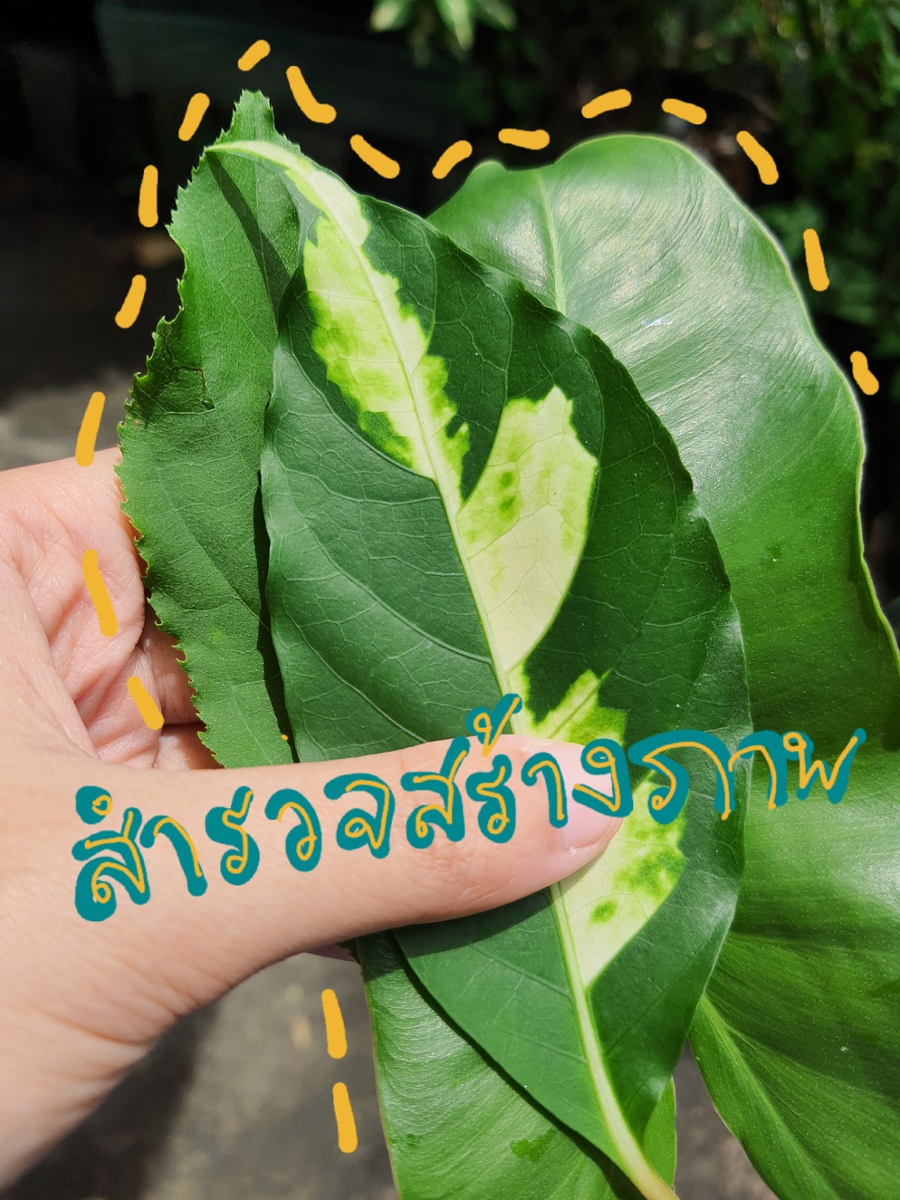 ภาพประกอบไอเดีย เรียนรู้สร้างงานจากธรรมชาติรอบตัว