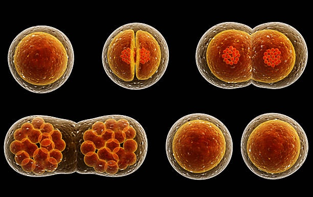 ภาพประกอบไอเดีย Cell division by Simulation  