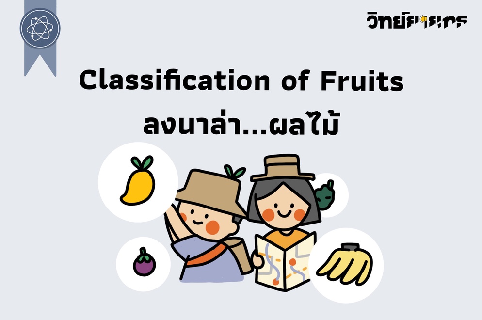 ภาพประกอบไอเดีย Classification of Fruits ลงนาล่า...ผลไม้