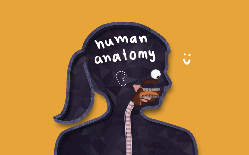 ภาพประกอบไอเดีย การสอน anatomy ผ่านแอปของ Tinybop