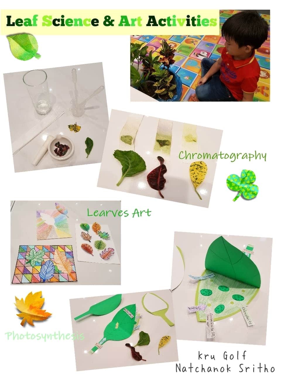 ภาพประกอบไอเดีย Leaf Sci x Art Activities