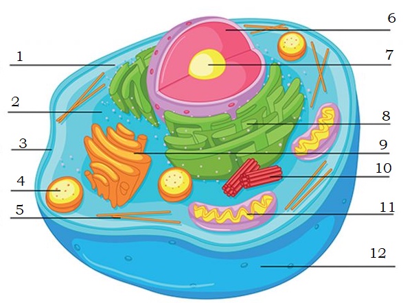 ภาพประกอบไอเดีย purposegame animal cell