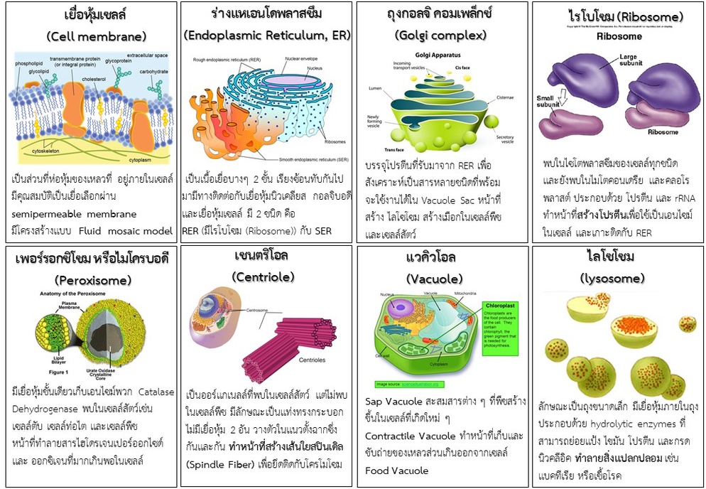ภาพประกอบไอเดีย นักเรียนเล่นไพ่ (เซลล์ของสิ่งมีชีวิต)