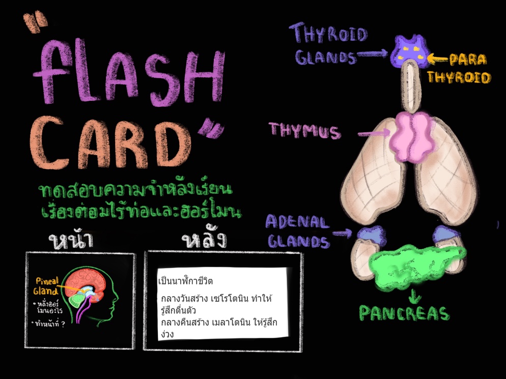 ภาพประกอบไอเดีย flash card ต่อมไร้ท่อและฮอร์โมน