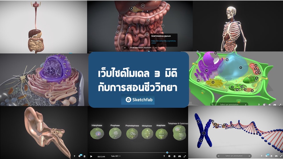ภาพประกอบไอเดีย เว็บไซต์โมเดล 3 มิติ กับการสอนชีววิทยา 