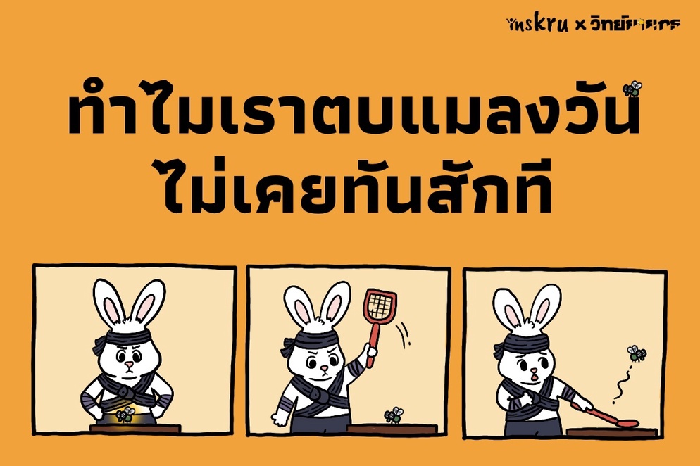 ภาพประกอบไอเดีย ทำไมเราตบแมลงวันไม่เคยทันสักที?