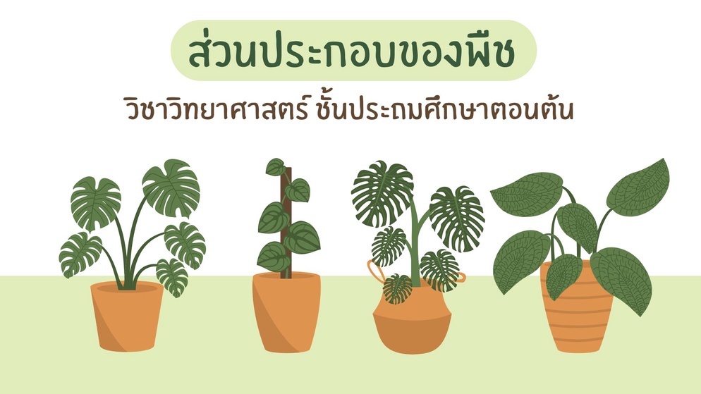 ภาพประกอบไอเดีย เรียนรู้หรรษาเกี่ยวกับส่วนประกอบของพืช