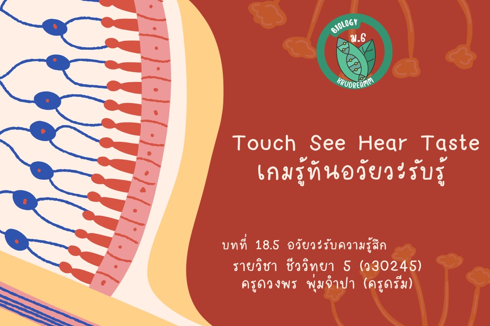 ภาพประกอบไอเดีย อวัยวะรับความรู้สึก (Sense organ)
